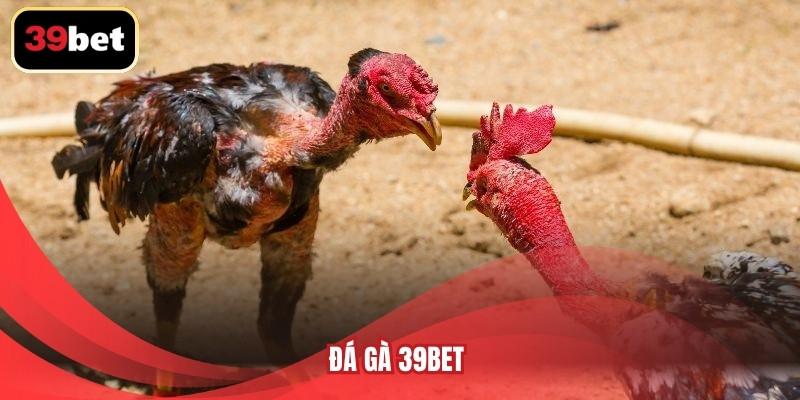 Đá gà 39BET